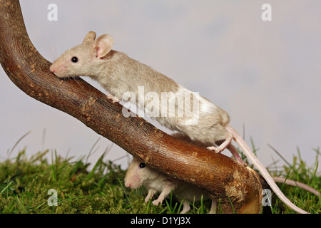 Fancy Mouse (Mus musculus) salendo su un ramo di nocciole Foto Stock