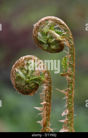 Felce Aquilina (Pteridium aquilinum), dispiegarsi fronde Foto Stock