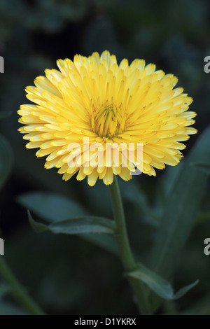 Mais (Marigold Chrysanthemum segetum, Xanthophthalmum segetum), fiore Foto Stock