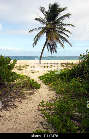 Un percorso che conduce alla spiaggia con Palm tree in fallo Bay di Barbados Foto Stock