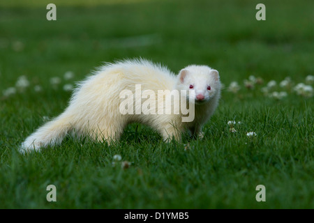 White Ferret (Mustela putorius furo) in piedi su un prato Foto Stock