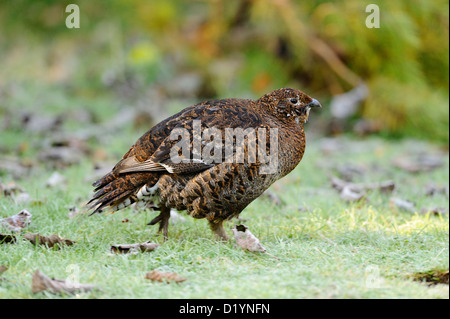 Forcelli (Tetrao tetrix, Lyrurus tetrix), Femmina a piedi Foto Stock