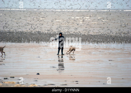La donna a piedi un cane e gettando un bastone lungo la spiaggia di Hoylake sul Wirral con uccelli in background Foto Stock