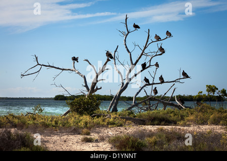 La Turchia Vulture (Cathartes aura) sedersi su un albero vicino a un serbatoio Foto Stock