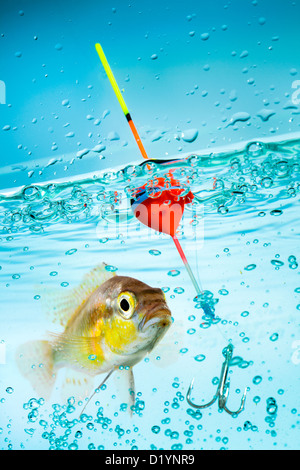 La pesca, flottazione sotto acqua e pesce Foto Stock