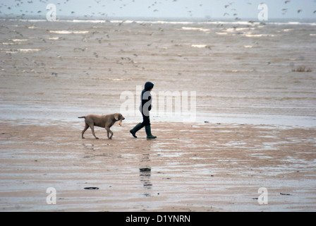 La donna a piedi un cane lungo la spiaggia di Hoylake sul Wirral con uccelli in background Foto Stock