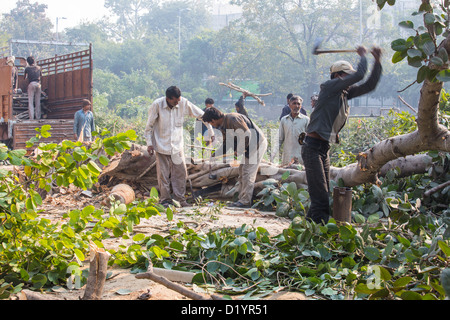 Il taglio degli alberi e la raccolta di legname vicino Delhi, India Foto Stock