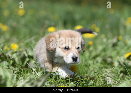 Cane Pembroke Welsh corgi puppy camminando in un prato Foto Stock