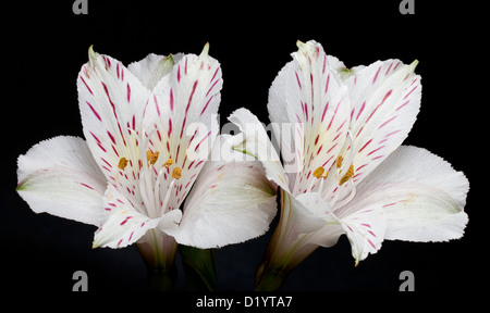 Due fiori Alstroemeria su sfondo nero Foto Stock