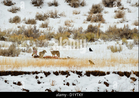 Coyote (Canis latrans) alimentazione su Elk, wapiti carcassa, ucciso dai lupi, il Parco Nazionale di Yellowstone, Wyoming USA Foto Stock