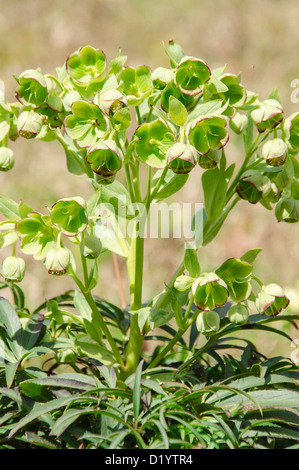 L'elleboro puzzolente (Helleborus foetidus) fioritura Gennaio-aprile, cresce in una riserva naturale in Herefordshire campagna Foto Stock