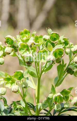 L'elleboro puzzolente (Helleborus foetidus) fioritura Gennaio-aprile, cresce in una riserva naturale in Herefordshire campagna Foto Stock