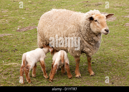 Madre pecora con twin agnelli in primavera Foto Stock