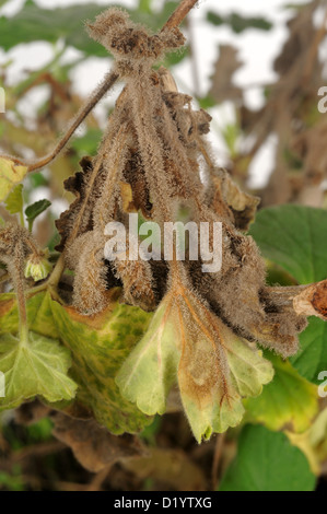 Sporulating muffa grigia (muffa grigia) sulla coppia Pelargonium pot impianto Foto Stock