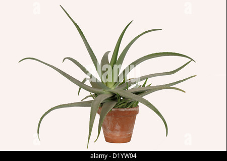 Aloe vera pot con piante succulente carnose foglie di piante ornamentali e medicinali Foto Stock