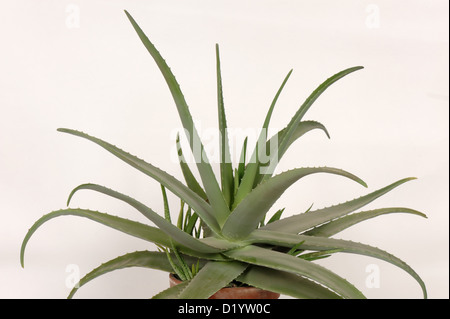 Aloe vera pot con piante succulente carnose foglie di piante ornamentali e medicinali Foto Stock