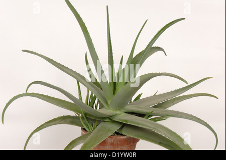 Aloe vera pot con piante succulente carnose foglie di piante ornamentali e medicinali Foto Stock