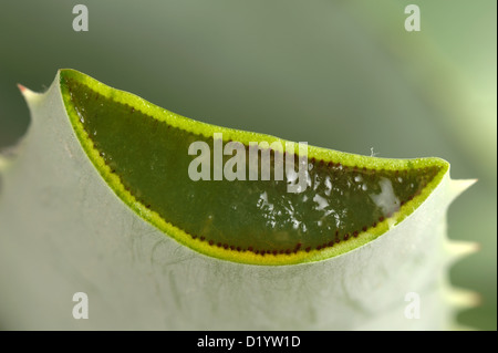 Aloe vera pot sezione di impianto attraverso carnoso succulento di foglie di piante ornamentali e di piante medicinali Foto Stock