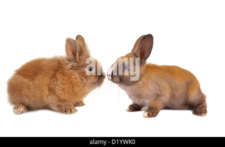 Due piccoli conigli di bambino su sfondo bianco Foto Stock