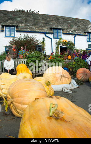 [Square e bussola] public house e Festival di zucca, Worth Matravers. Foto Stock