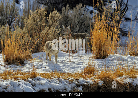 Coyote (Canis latrans) permanente sulla Gardner River Bank vicino al vecchio lupo di uccidere, il Parco Nazionale di Yellowstone, Wyoming USA Foto Stock