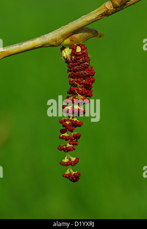 Fiore di pioppo (Populus nigra) Foto Stock
