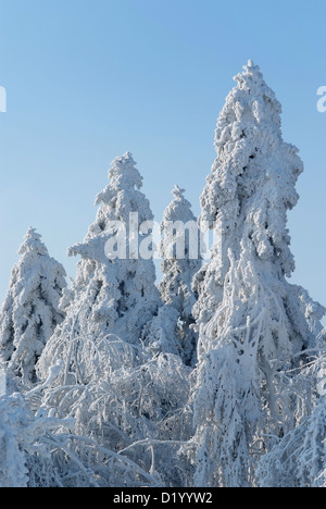 Il vecchio abeti ricoperta con un strato spesso di rime in Ojcowski National Park, Polonia. Foto Stock