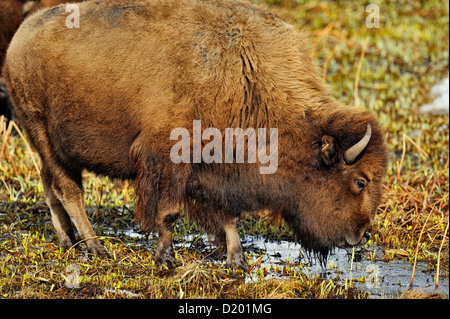 Bisonti americani alimentazione e bere in una zona umida riscaldata dalla primavera calda deflusso, il Parco Nazionale di Yellowstone, Wyoming USA Foto Stock