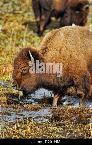 Bisonti americani alimentazione e bere in una zona umida riscaldata dalla primavera calda deflusso, il Parco Nazionale di Yellowstone, Wyoming USA Foto Stock