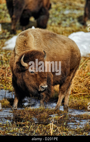 Bisonti americani alimentazione e bere in una zona umida riscaldata dalla primavera calda deflusso, il Parco Nazionale di Yellowstone, Wyoming USA Foto Stock