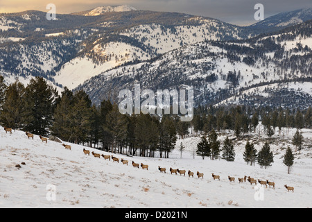 Elk, wapiti (Cervus elaphus) camminando su un pendio nevoso, il Parco Nazionale di Yellowstone, Wyoming USA Foto Stock