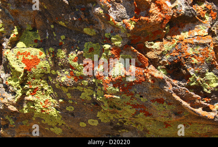 Colorata di verde e arancione licheni, Isalo National Park, Madagascar, Africa. Foto Stock