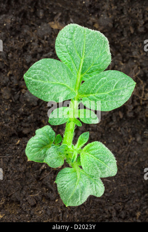 Giovani pianta di patata crescente sul letto di verdure Foto Stock