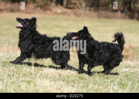 Cane Mudi (ungherese sheepdog) due adulti neri in esecuzione in un prato Foto Stock