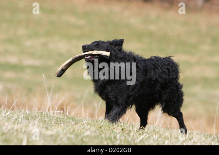 Cane Mudi (ungherese sheepdog) nero per adulti in esecuzione con un bastone Foto Stock