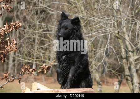 Cane Mudi (ungherese sheepdog) nero adulto seduto su un legno Foto Stock