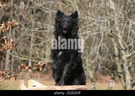 Cane Mudi (ungherese sheepdog) nero adulto seduto su un legno Foto Stock