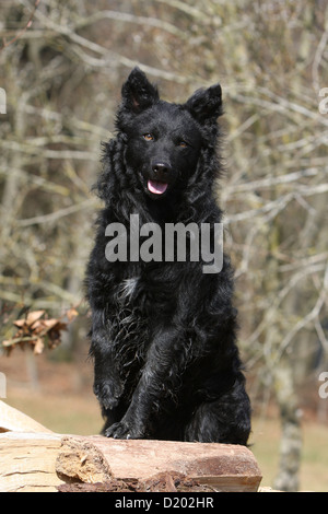 Cane Mudi (ungherese sheepdog) adulto nero zampa seduta sollevata Foto Stock