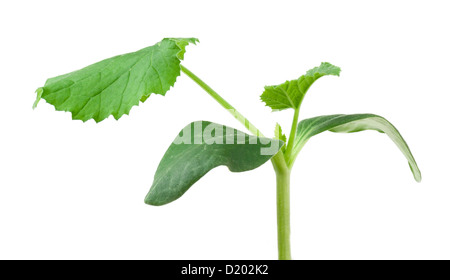 Piantina di zucca su sfondo bianco Foto Stock