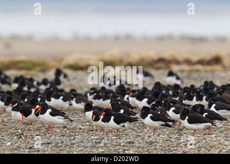 Gregge di comune Pied Oystercatchers / Eurasian Oystercatcher (Haematopus ostralegus) appoggiato sulla spiaggia lungo la costa del Mare del Nord Foto Stock