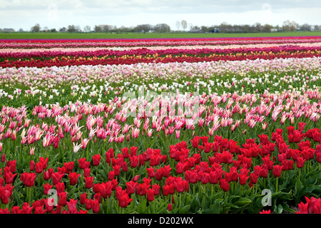 Le righe del campo di tulipani colorati in Paesi Bassi Foto Stock