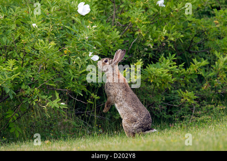 Coniglio europeo / comune coniglio (oryctolagus cuniculus) in posizione eretta e mangiare le foglie da bush lungo il campo Foto Stock