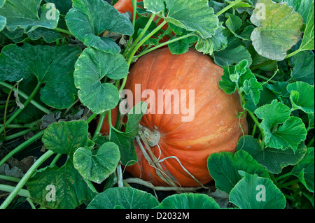 La zucca " Big Max' crescente sulla vite. Foto Stock