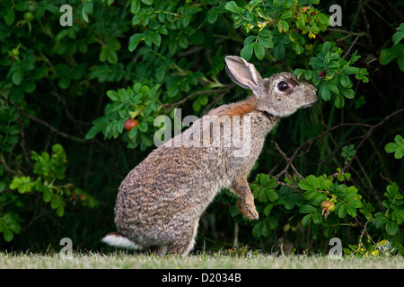 Coniglio europeo / comune coniglio (oryctolagus cuniculus) nel campo in posizione eretta e mangiare le foglie da bush lungo il bordo della foresta Foto Stock