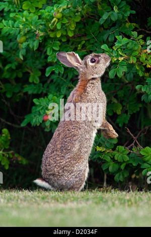 Coniglio europeo / comune coniglio (oryctolagus cuniculus) nel campo in posizione eretta e mangiare le foglie da bush lungo il bordo della foresta Foto Stock