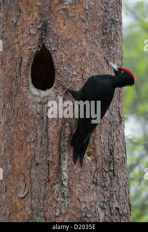 Maschio di picchio nero Dryocopus martius al foro di nido Foto Stock