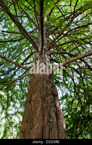 Cipresso calvo tree guardando verso l'alto, Taxodium distichum. Foto Stock