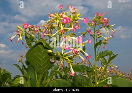 Comune di fioritura del tabacco (Nicotiana tabacum) Foto Stock
