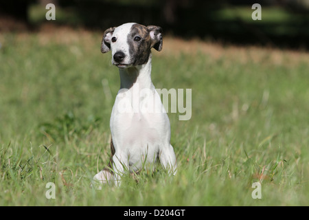Cane Whippet (Inglese Greyhound miniatura) cucciolo seduto in erba Foto Stock