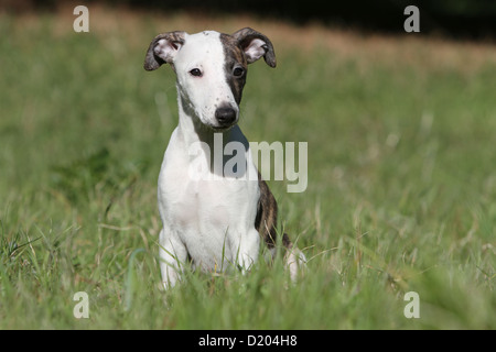 Cane Whippet (Inglese Greyhound miniatura) cucciolo seduto in erba Foto Stock